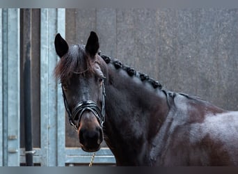 NRPS, Mare, 12 years, 15,2 hh, Brown