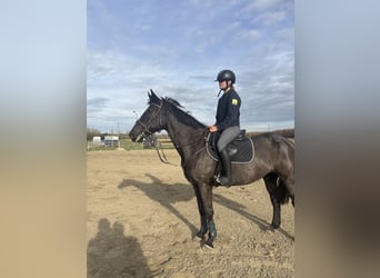 NRPS, Mare, 12 years, 15 hh, Black