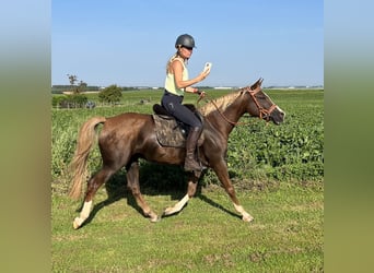 NRPS Mix, Mare, 12 years, 15 hh, Chestnut-Red
