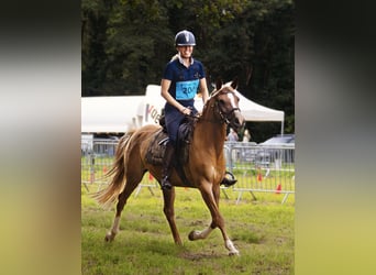 NRPS Mix, Mare, 12 years, 15 hh, Chestnut-Red