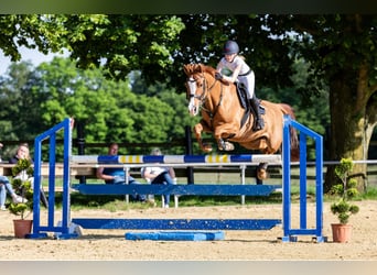 NRPS, Mare, 13 years, 14.2 hh, Chestnut