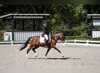 NRPS, Mare, 13 years, 14,1 hh, Brown