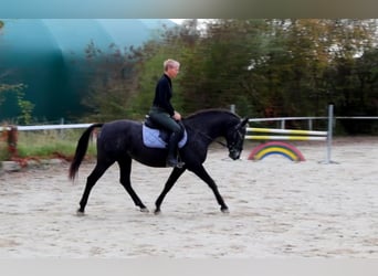 NRPS, Mare, 13 years, 15 hh, Roan-Blue