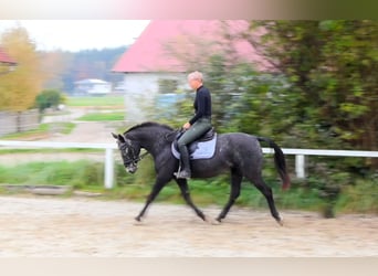 NRPS, Mare, 13 years, 15 hh, Roan-Blue