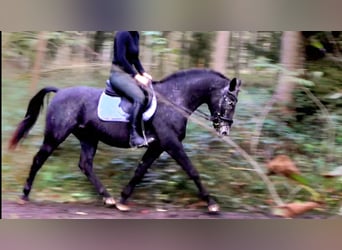 NRPS, Mare, 13 years, 15 hh, Roan-Blue
