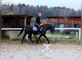 NRPS, Mare, 13 years, 15 hh, Roan-Blue
