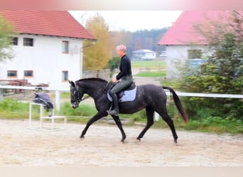 NRPS, Mare, 13 years, 15 hh, Roan-Blue