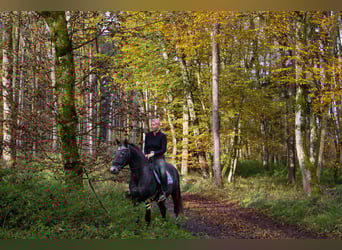 NRPS, Mare, 13 years, 15 hh, Roan-Blue