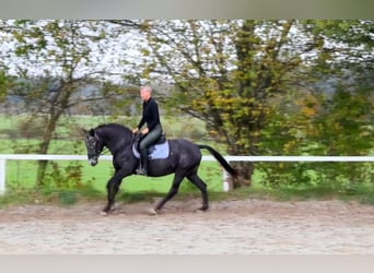 NRPS, Mare, 13 years, 15 hh, Roan-Blue