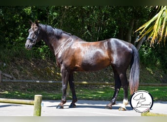NRPS, Mare, 13 years, 16.2 hh, Sorrel