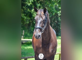 NRPS, Mare, 13 years, 16.2 hh, Sorrel
