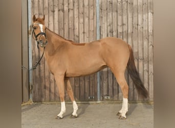 NRPS, Mare, 14 years, 14.2 hh, Chestnut-Red