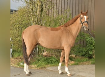 NRPS, Mare, 14 years, 14.2 hh, Chestnut-Red