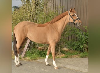 NRPS, Mare, 14 years, 14.2 hh, Chestnut-Red