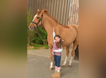 NRPS, Mare, 14 years, 14,2 hh, Chestnut-Red