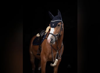 NRPS, Mare, 14 years, 15.2 hh, Chestnut-Red