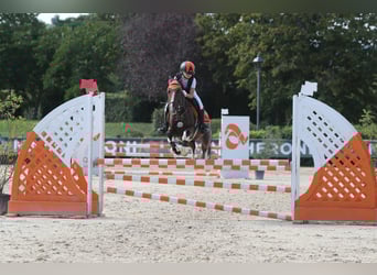 NRPS, Mare, 16 years, 13,2 hh, Brown