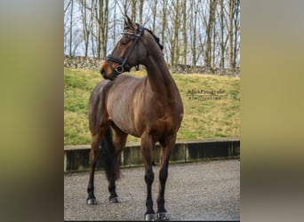 NRPS, Mare, 16 years, 14.1 hh, Brown