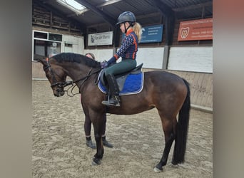 NRPS, Mare, 16 years, 14.1 hh, Brown