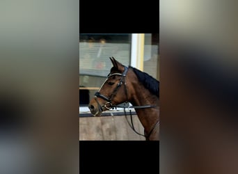 NRPS, Mare, 16 years, 14.1 hh, Brown