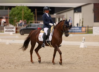 NRPS, Mare, 16 years, 14.1 hh, Chestnut