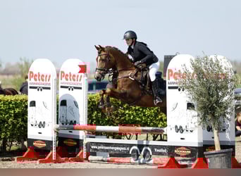 NRPS, Mare, 16 years, 14,1 hh, Chestnut