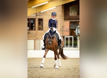 NRPS, Mare, 16 years, 14,1 hh, Chestnut