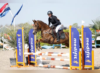 NRPS, Mare, 16 years, 14,1 hh, Chestnut