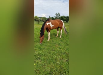 NRPS, Mare, 16 years, 15 hh, Pinto