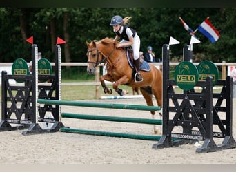 NRPS, Mare, 17 years, 13,1 hh, Chestnut-Red