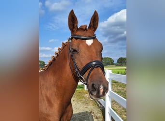 NRPS, Mare, 17 years, 14,2 hh, Chestnut-Red