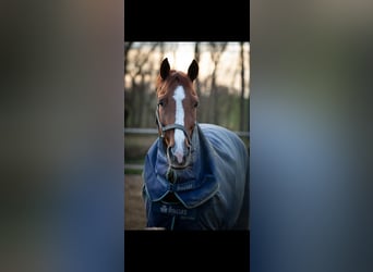 NRPS Mix, Mare, 18 years, 15 hh, Chestnut-Red