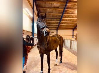 NRPS, Mare, 19 years, 16.1 hh, Bay-Dark