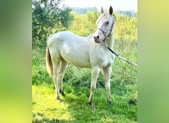 NRPS Mix, Stute, 1 Jahr, 12,2 hh, Perlino