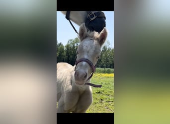 NRPS Mix, Mare, 1 year, 12.2 hh, Perlino