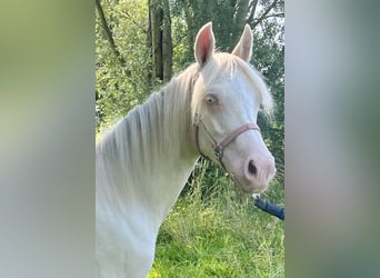 NRPS Mix, Mare, 1 year, 12,2 hh, Perlino