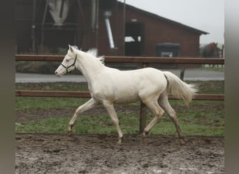 NRPS, Mare, 1 year, 14,1 hh, Cremello