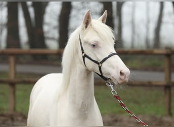 NRPS, Mare, 1 year, 14,1 hh, Cremello