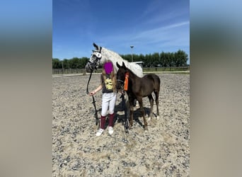NRPS, Mare, 1 year, 14.2 hh, Leopard-Piebald