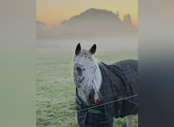 NRPS, Mare, 1 year, 14.2 hh, Leopard-Piebald