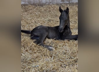 NRPS, Mare, 1 year, 14.2 hh, Leopard-Piebald