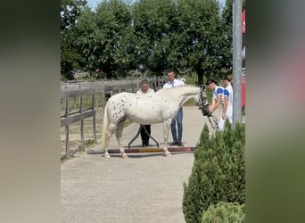 NRPS, Mare, 1 year, 14.2 hh, Leopard-Piebald