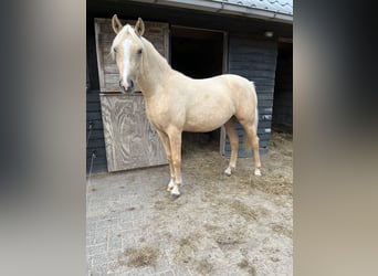 NRPS Mix, Mare, 1 year, 15.1 hh, Palomino NRPS Mix, Mare, 1 year, 15.1 hh, Palomino