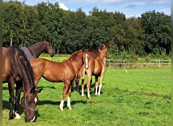 NRPS, Mare, 1 year, 16,1 hh, Chestnut