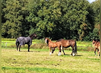 NRPS, Mare, 1 year, 16,1 hh, Chestnut