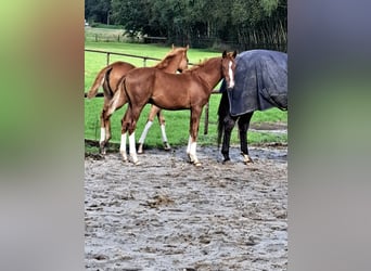 NRPS, Mare, 1 year, 16,1 hh, Chestnut