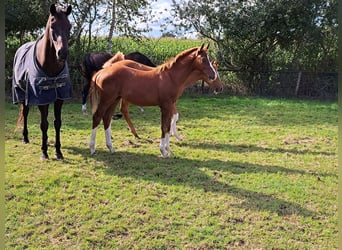 NRPS, Mare, 1 year, 16,1 hh, Chestnut