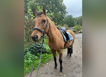 NRPS, Mare, 22 years, 14.1 hh