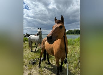 NRPS, Mare, 22 years, 14,1 hh