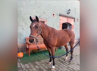 NRPS, Mare, 28 years, 14,1 hh, Brown